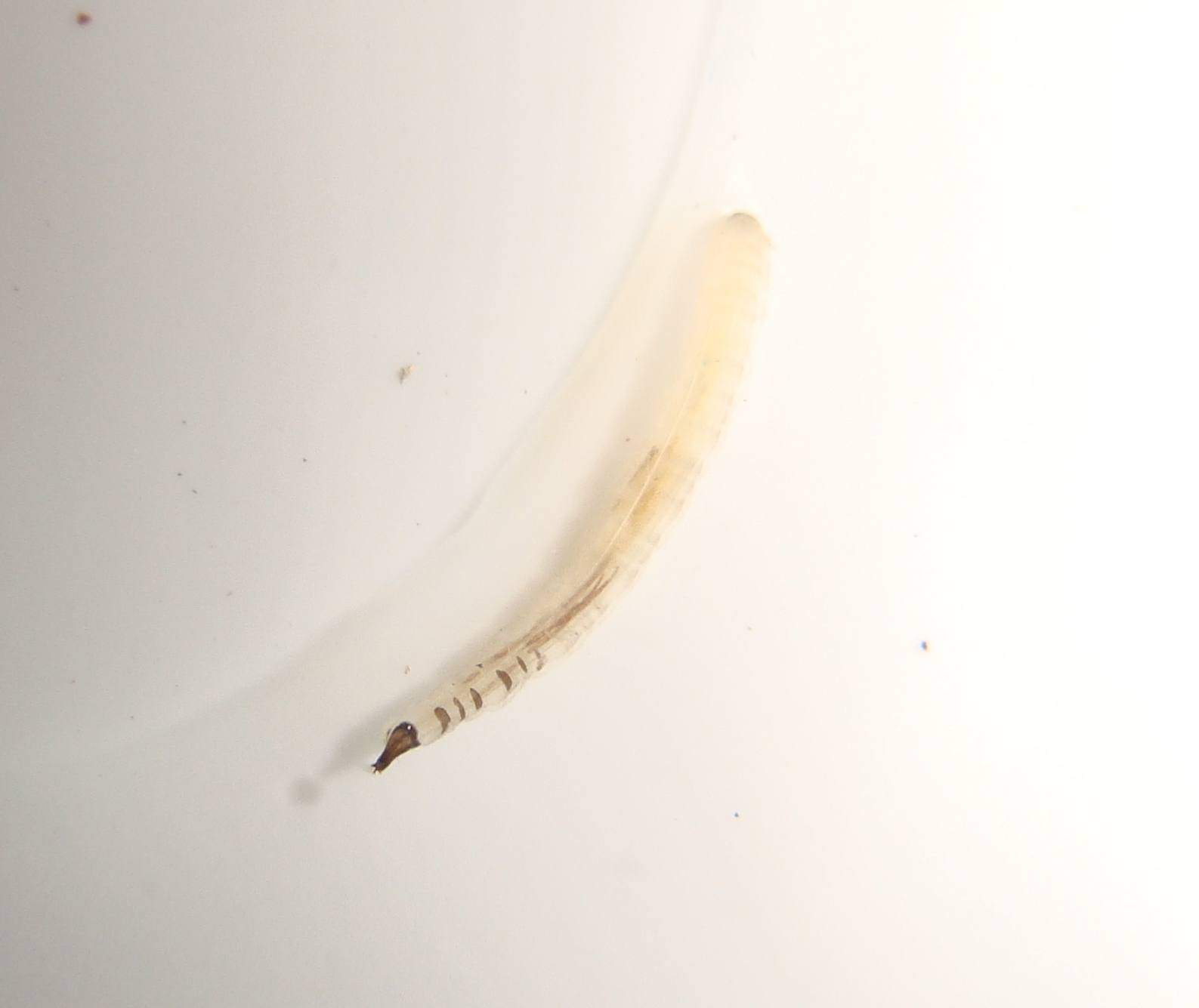 Белые червячки 2 мм глисты